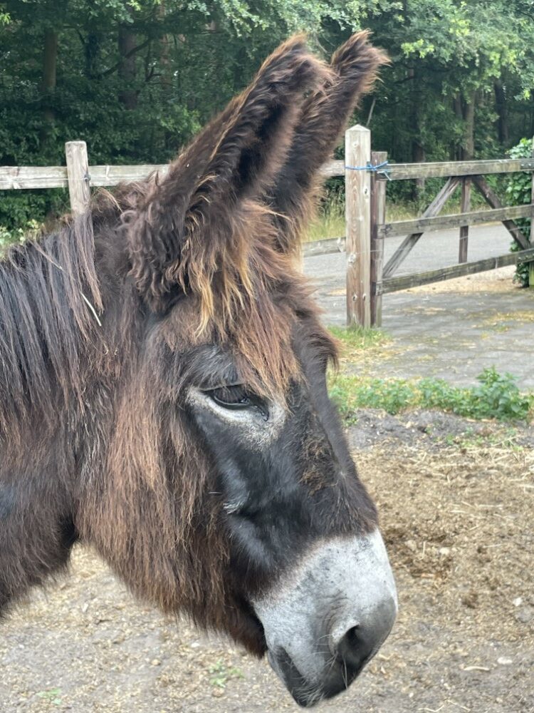 Freya ezeltherapie
