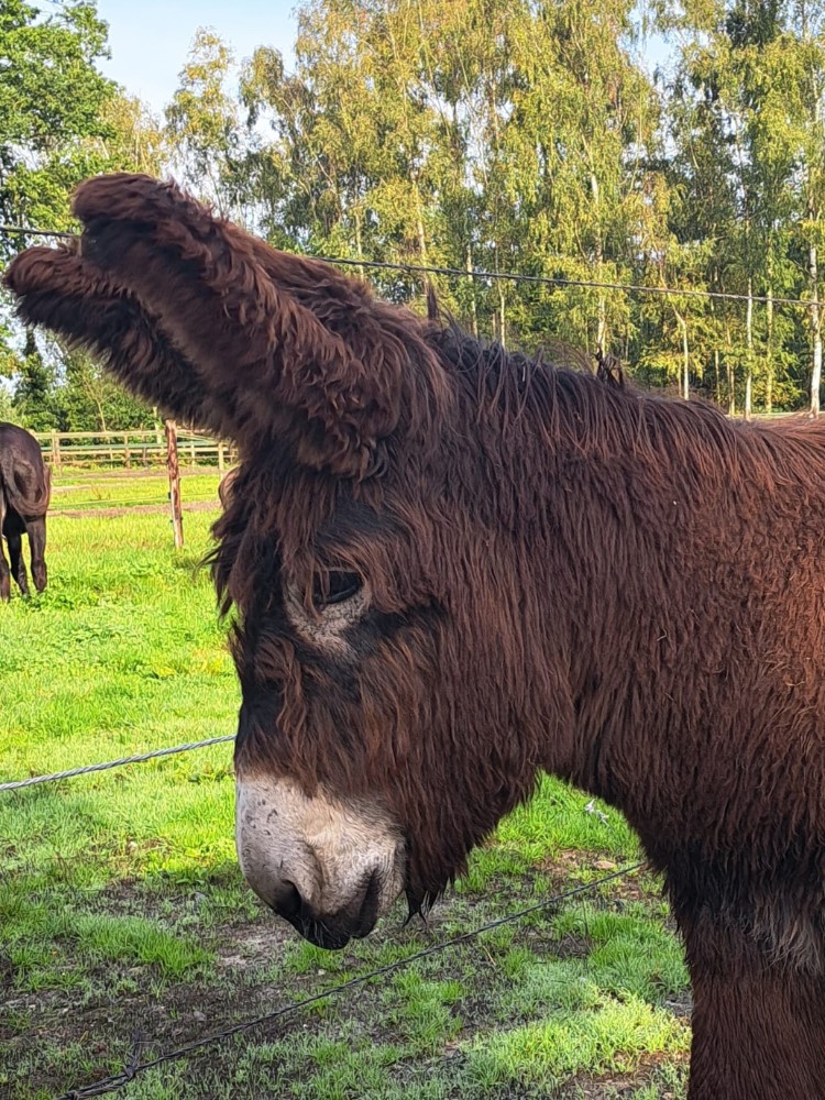 Julleke therapie met ezels zutendaal