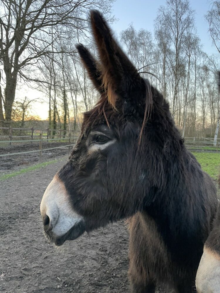 Romeo therapie met ezels zutendaal