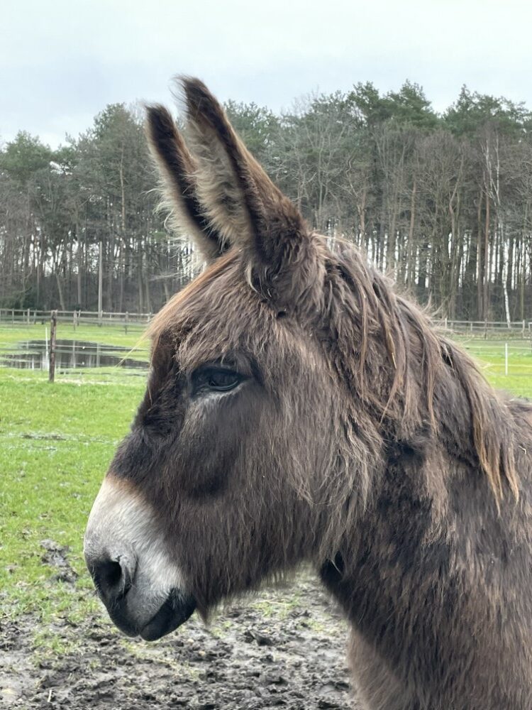 Rucio ezeltherapie zutendaal